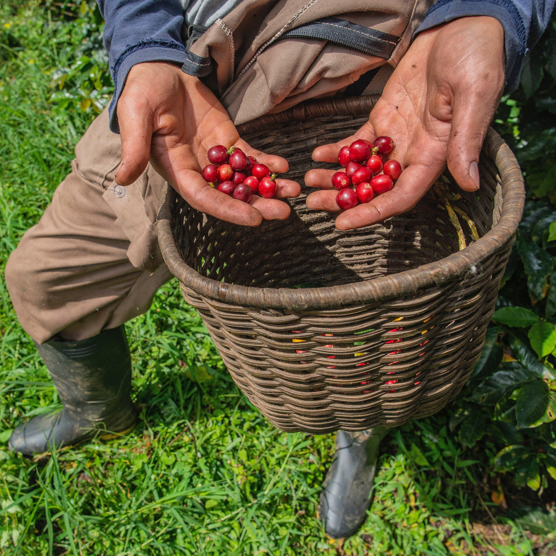Single Origin Coffee vs Blends: What’s the Difference?